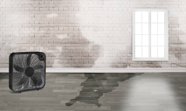 Best Mold removal after water damage  in Camp Hill, AL